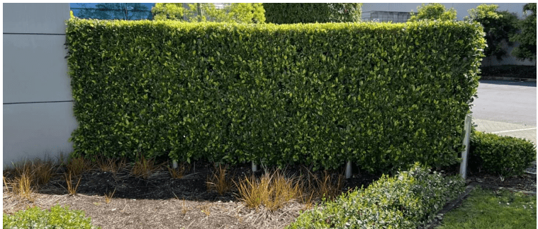 Discover the Beauty of Ficus Tuffi Hedging